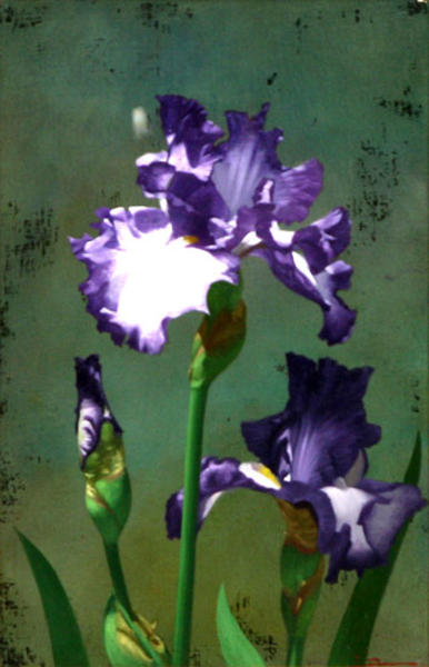 German Iris