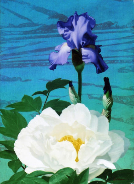 Iris -1