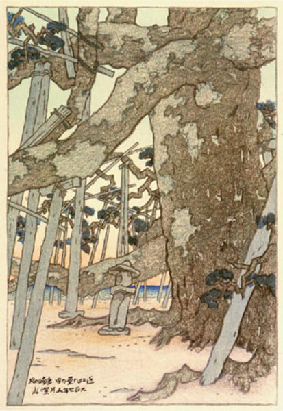 Pine Trees at Karasaki