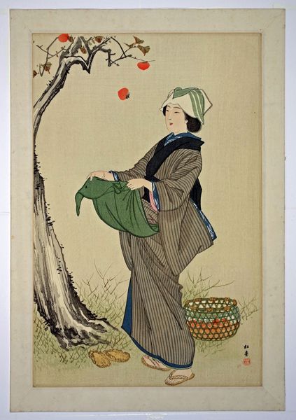 Picking Persimmons