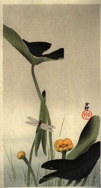 A Dragonfly resting on a Lotus stem