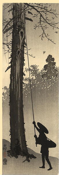 A man harvesting a nest