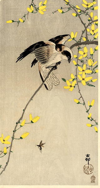 Bird and Insect
