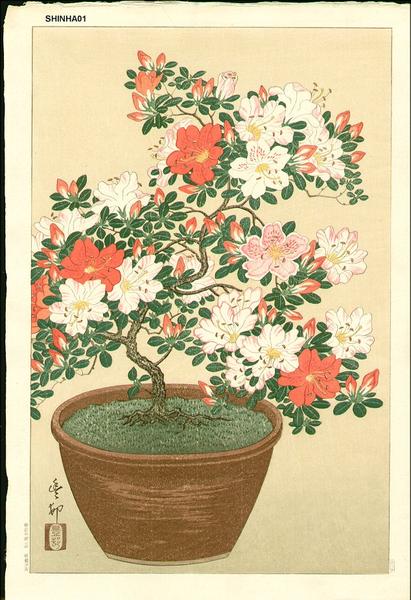 Bonsai azelia
