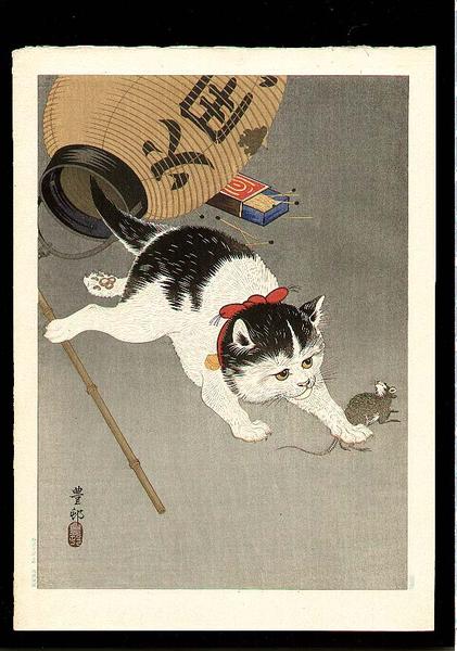 Cat