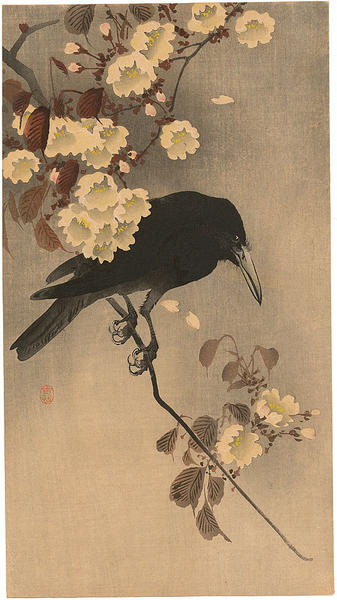 Crow on a cherry branch