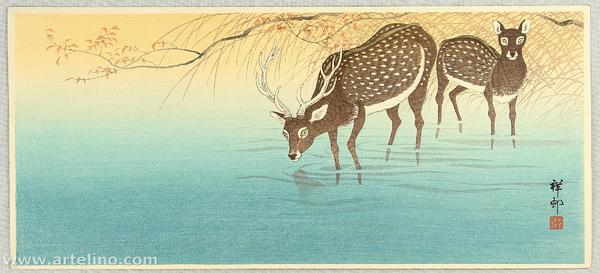 Deer in Shallow Water