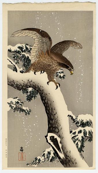 Eagle on snowy tree bough