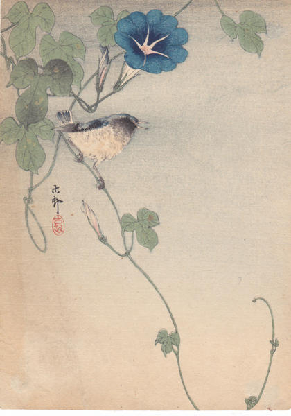 Finch and Morning Glory