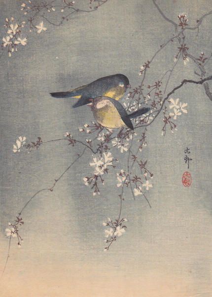 Finches in Cherry Tree