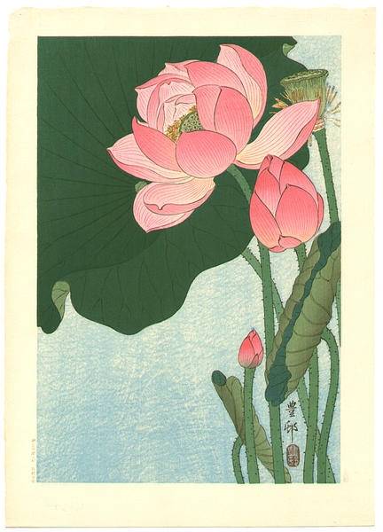 Flowering Lotus