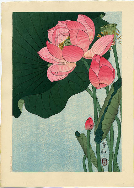 Flowering Lotus