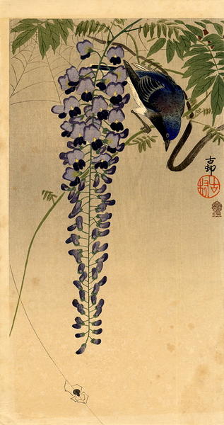 Flycatcher and Wisteria