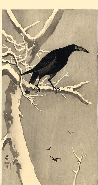 Jungle Crow