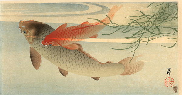 Koi Carp