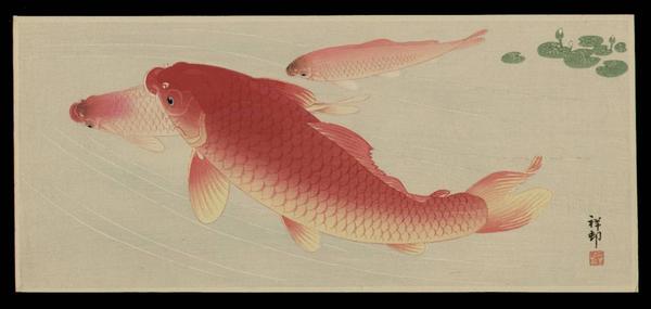 Koi Carp 2