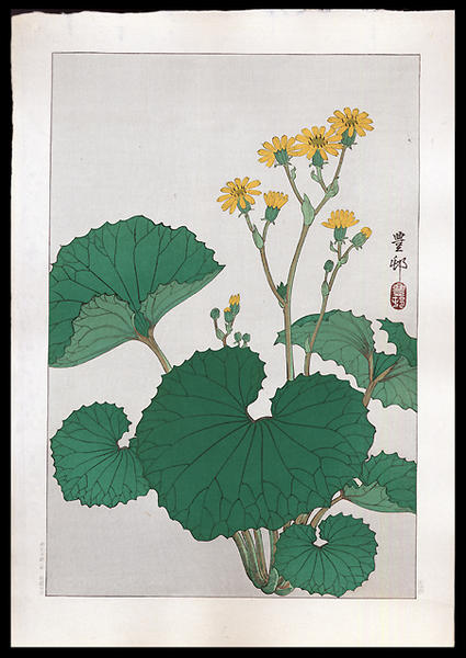 Ligularia