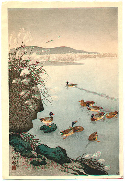 Mallard Ducks in Coastal Scene