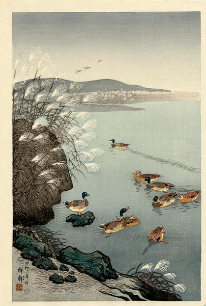 Mallard Ducks in Coastal Scene