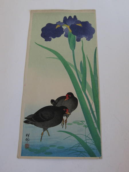 Moorhen Birds