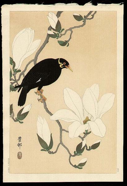 Myna bird- Indian Hill Minor and Magnolia