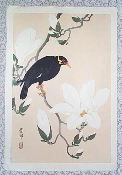 Myna bird- Indian Hill Minor and Magnolia