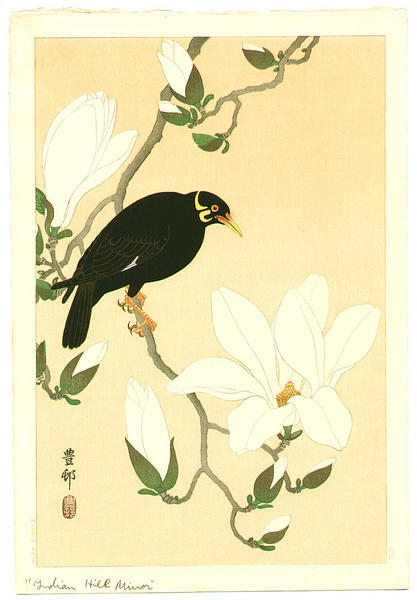 Myna bird- Indian Hill Minor and Magnolia