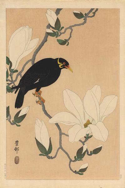 Myna bird- Indian Hill Minor and Magnolia
