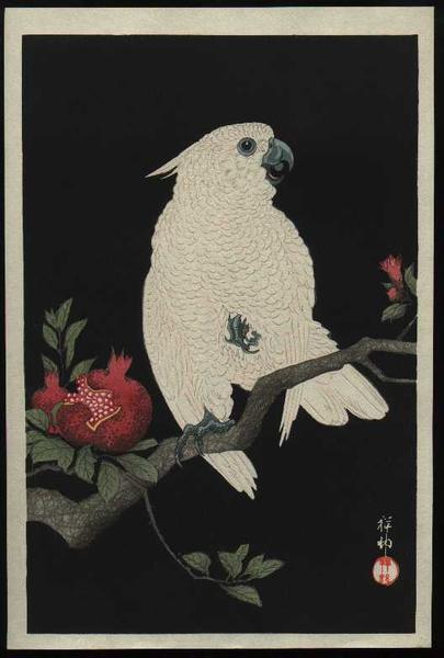 Parrot and Pomegranate- Cockatoo