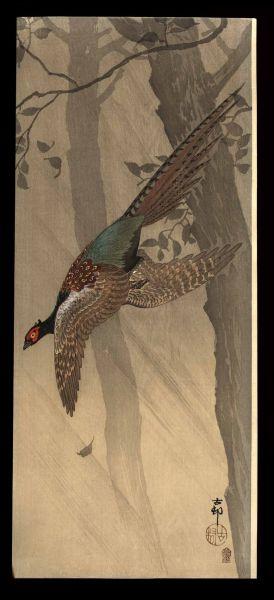 Pheasant in flight between trees