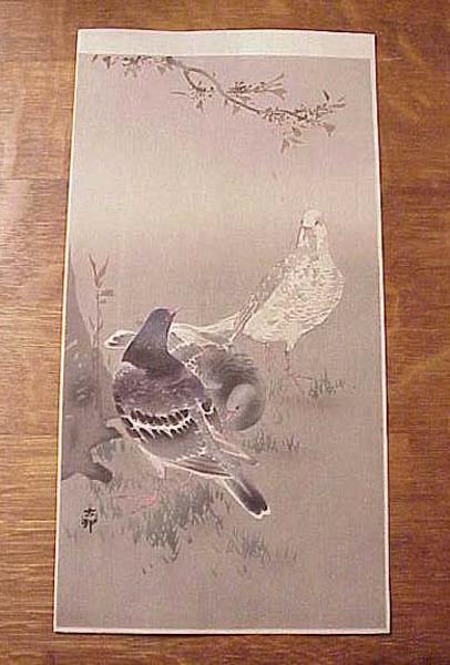 Pigeons
