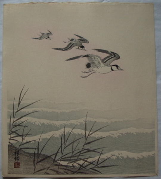 Plover Family