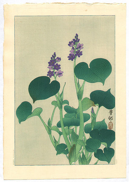 Purple Flowering Hosta
