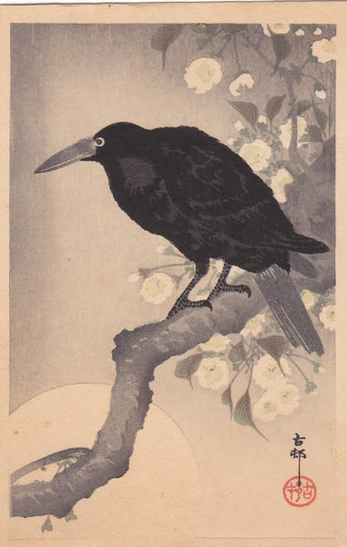 Raven in Spring
