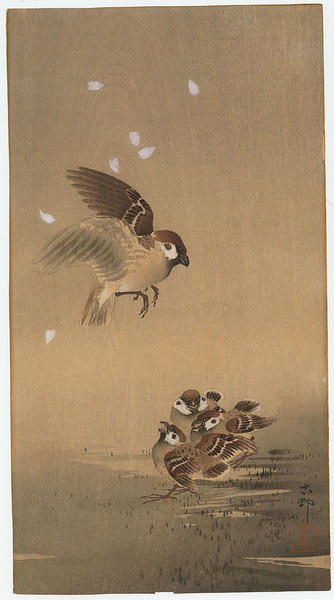 Sparrow and chicks
