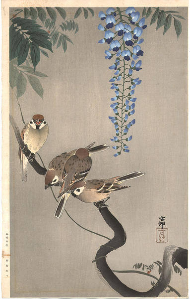 Sparrows on wisteria