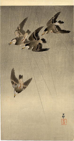 Starlings in flight
