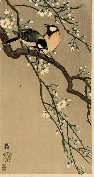Tits on Cherry Branch