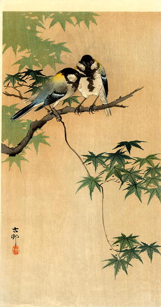 Tits on Maple