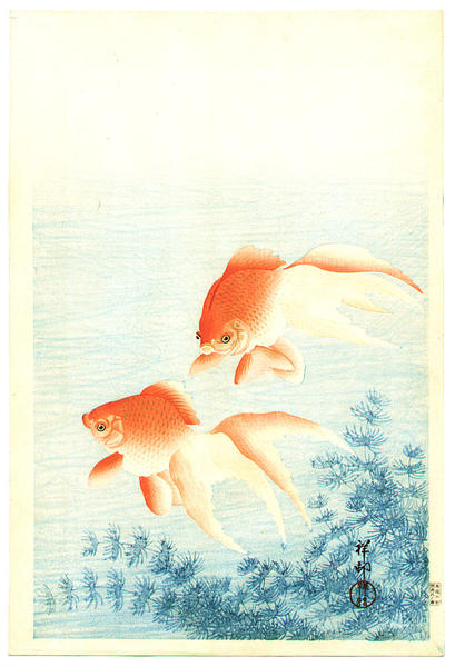Two Goldfish and waterweed