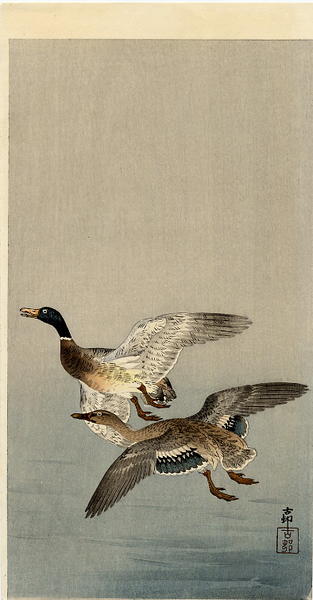 Two mallard ducks in flight above the water