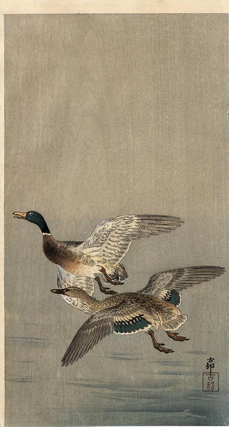Two mallard ducks in flight above the water