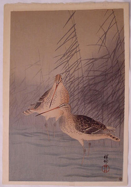 Unknown, sand pipers