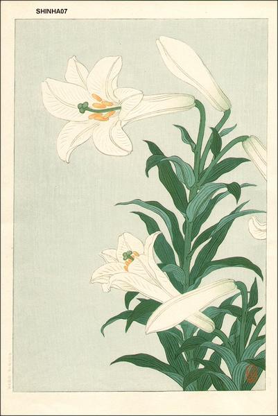White lilies