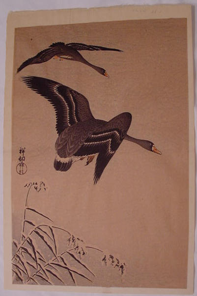 geese flying