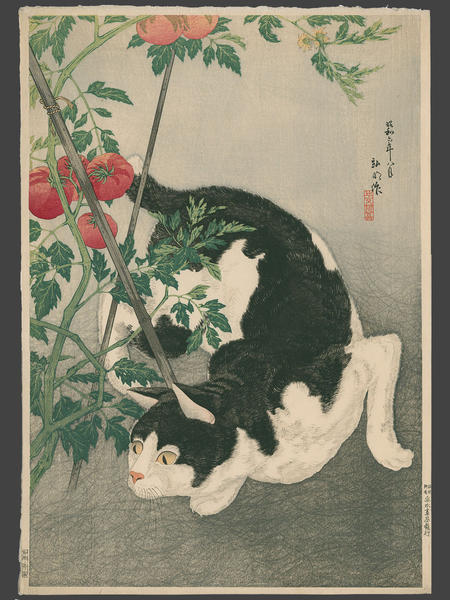 Black Cat And Tomato Plant
