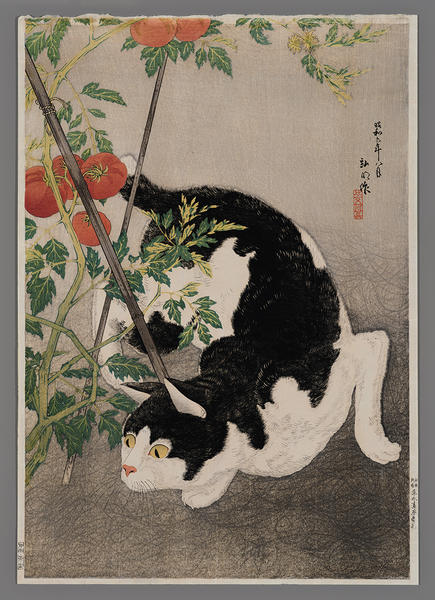 Black Cat And Tomato Plant