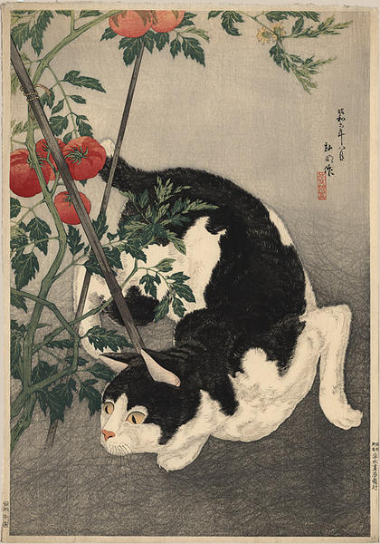 Black Cat And Tomato Plant