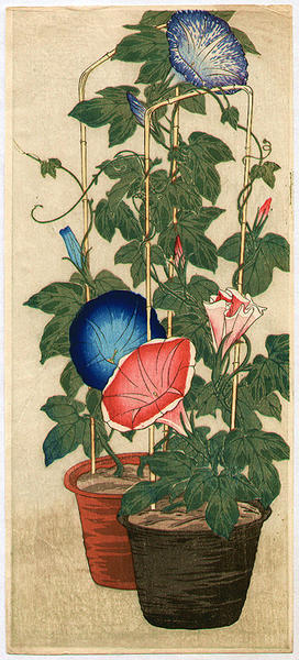 Morning Glories