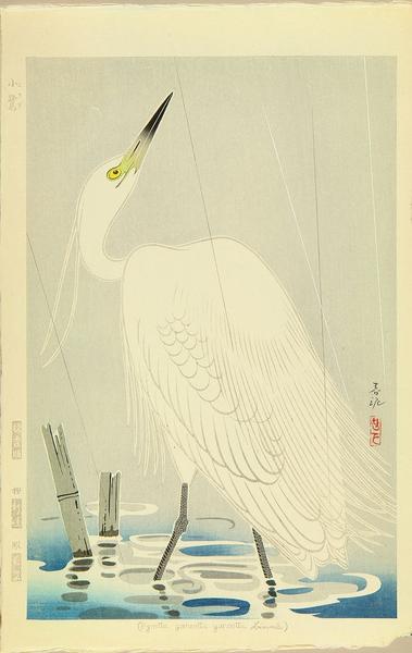 Little Egret